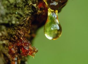 Harz und Harzflecken entfernen