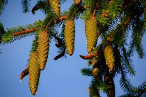 Harz und Harzflecken entfernen