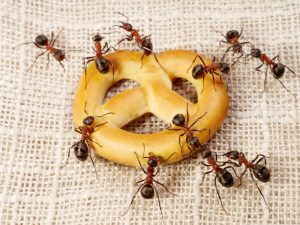 Ameisen im Haus bzw. in der Wohnung - was hilft?
