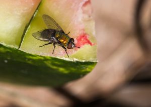 Fruchtfliegen bekämpfen